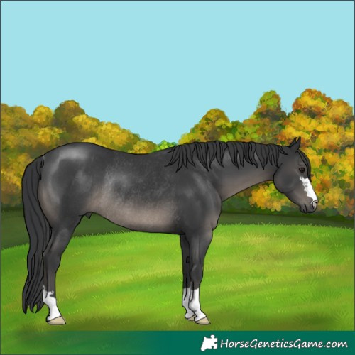 Horse Color:Black Rabicano 