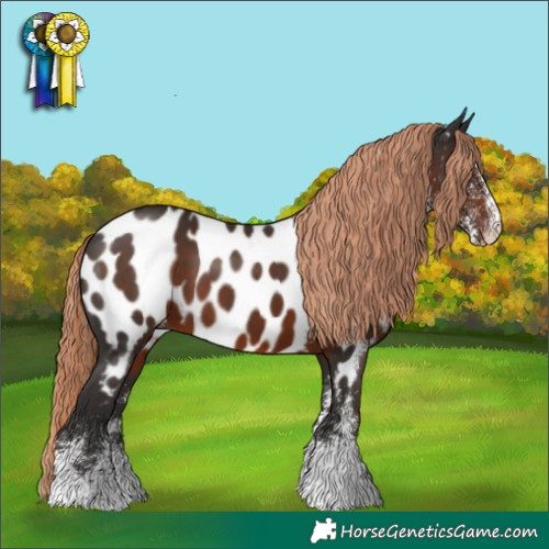 Horse Color:White Spotted Liver Chestnut Near Leopard Rabicano 