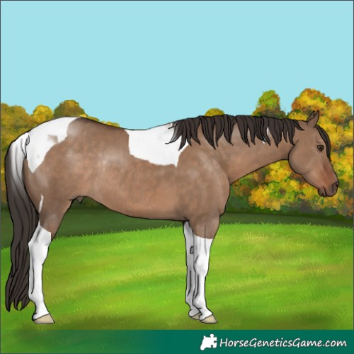 Horse Color:Liver Red Dun Tobiano Rabicano 