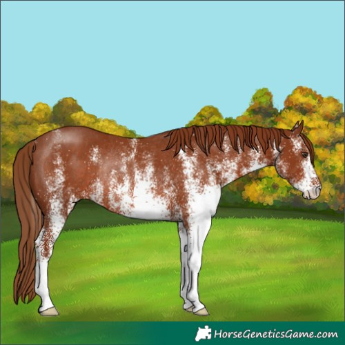 Horse Color:White Spotted Chestnut Rabicano 