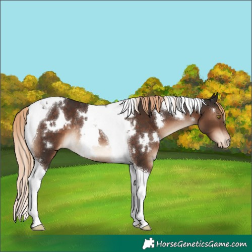 Horse Color:White Spotted Liver Chestnut Tobiano Varnish Rabicano 