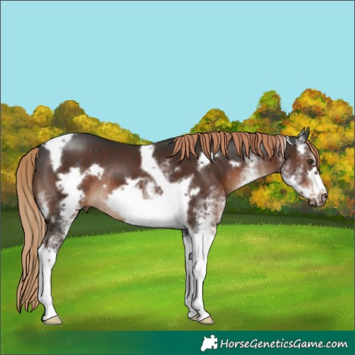 Horse Color:White Spotted Liver Chestnut Tobiano Frame Rabicano 