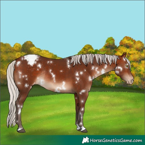Horse Color:White Spotted Silver Brown Snowcap Rabicano 