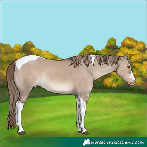 Horse Color:Liver Red Dun Tobiano Blanket 