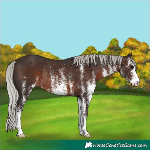 Horse Color:White Spotted Silver Brown Rabicano