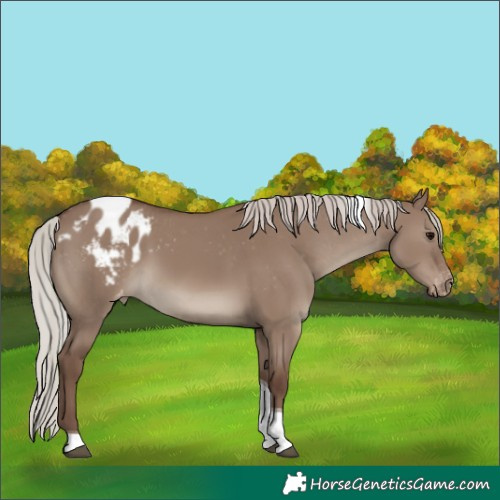 Horse Color:Silver Grullo Tobiano Varnish