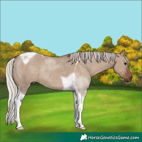 Horse Color:Silver Grullo Tobiano Rabicano