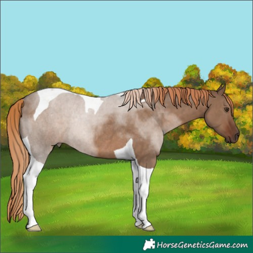 Horse Color:Liver Red Dun Tobiano Rabicano 