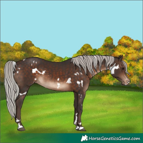 Horse Color:White Spotted Silver Brown Varnish 