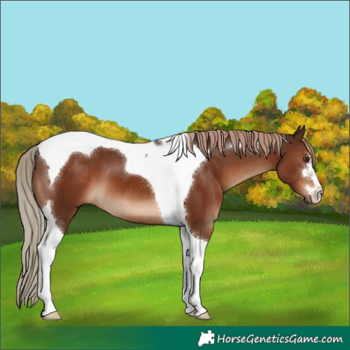 Horse Color:Liver Chestnut Tobiano 