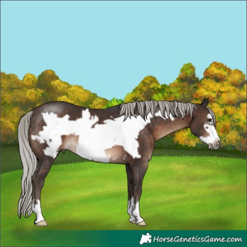 Horse Color:Silver Brown Frame Rabicano