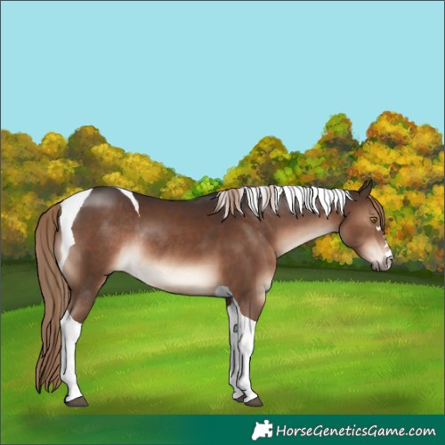 Horse Color:Liver Chestnut Tobiano Rabicano