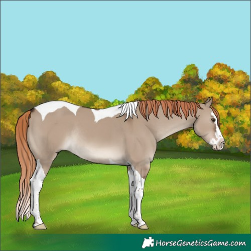 Horse Color:Liver Red Dun Splash Tobiano Rabicano