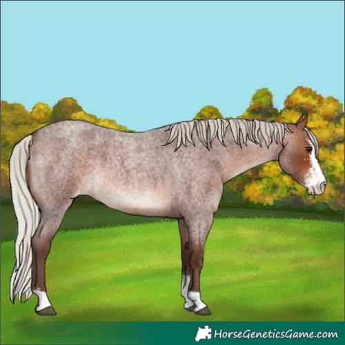 Horse Color:Silver Brown Roan Sabino Varnish