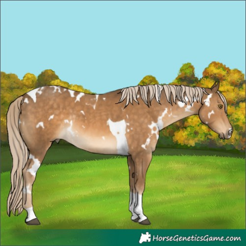 Horse Color:White Spotted Chocolate Palomino Tobiano Rabicano 