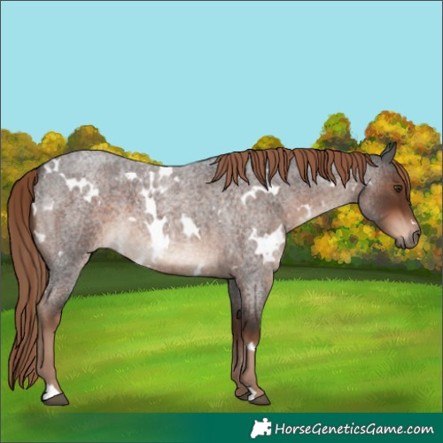Horse Color:White Spotted Liver Red Roan