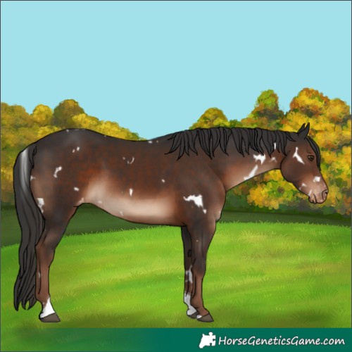 Horse Color:White Spotted Liver Chestnut Tobiano Appaloosa