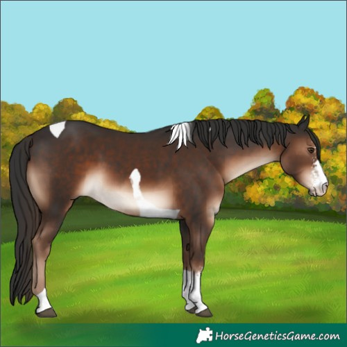 Horse Color:Liver Chestnut Sabino Tobiano