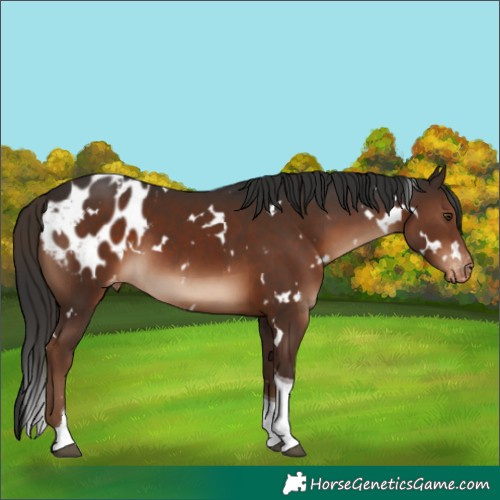 Horse Color:White Spotted Liver Chestnut Tobiano Appaloosa 