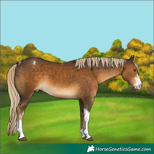 Horse Color:Chocolate Palomino Sabino Tobiano Appaloosa