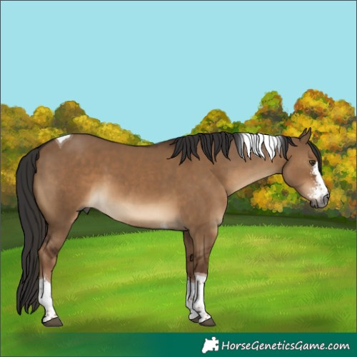 Horse Color:Gray Liver Red Dun Sabino Tobiano 