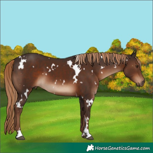 Horse Color:White Spotted Liver Chestnut