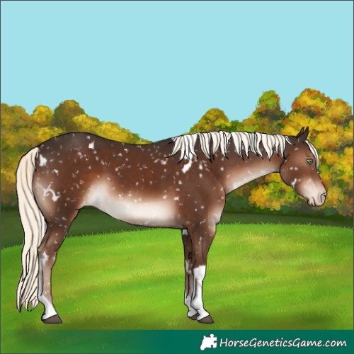 Horse Color:White Spotted Liver Chestnut Mushroom Tobiano Snowflake VarnishRabicano