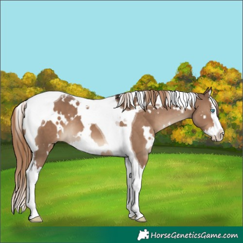 Horse Color:White Spotted Liver Red Dun Splash Tobiano 
