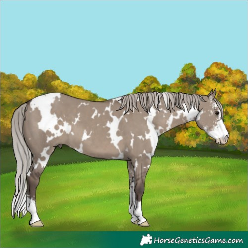 Horse Color:White Spotted Silver Grullo Sabino