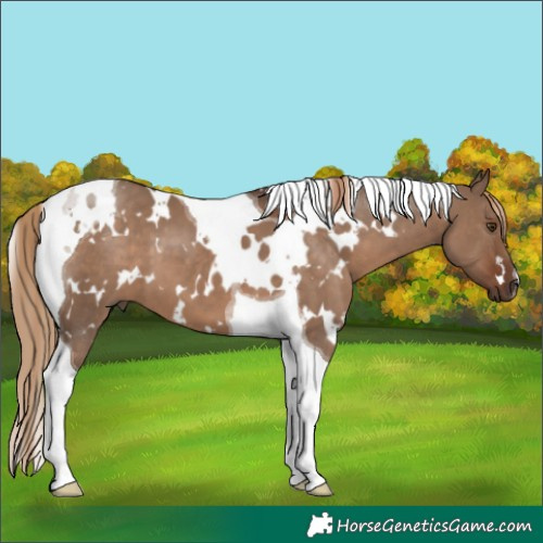 Horse Color:White Spotted Liver Red Dun Tobiano