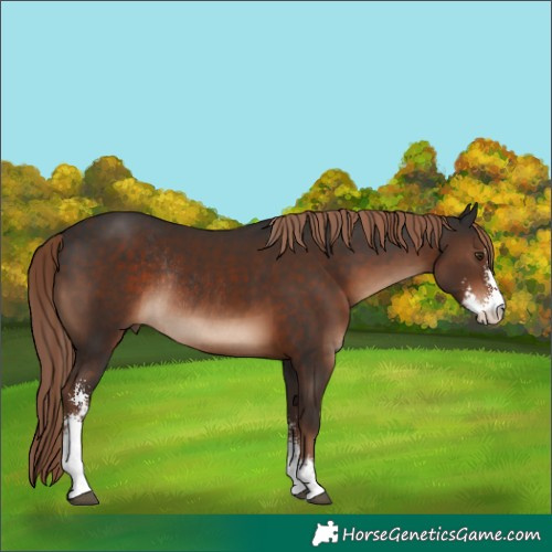 Horse Color:Liver Chestnut Sabino Rabicano 