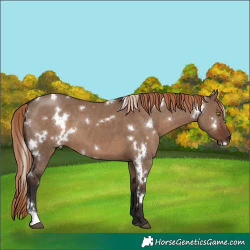 Horse Color:White Spotted Liver Red Dun 
