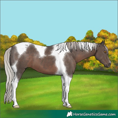 Horse Color:Silver Black Tobiano 