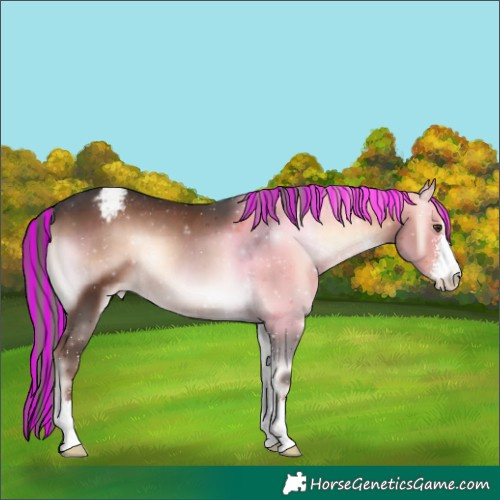 Horse Color:Painted Liver Red Onyx Mushroom Sabino Appaloosa 