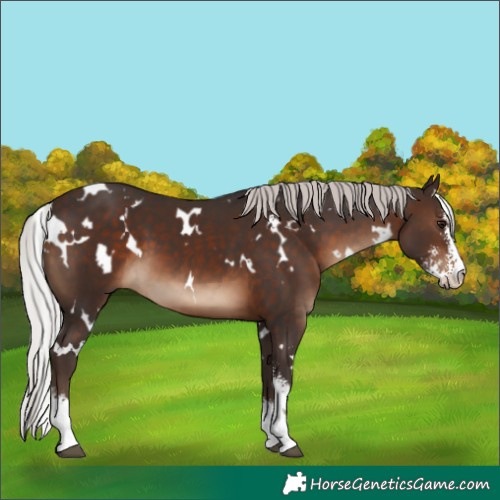 Horse Color:White Spotted Silver Brown Sabino 