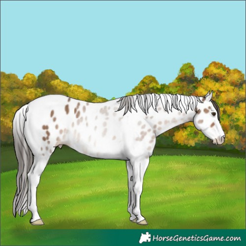 Horse Color:Liver Red Dun Splash Tobiano Leopard 
