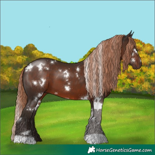 Horse Color:White Spotted Liver Chestnut 