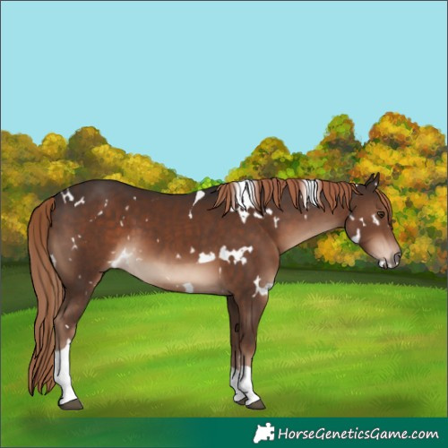 Horse Color:White Spotted Liver Chestnut Tobiano 