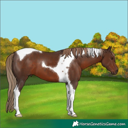Horse Color:Liver Chestnut Tobiano