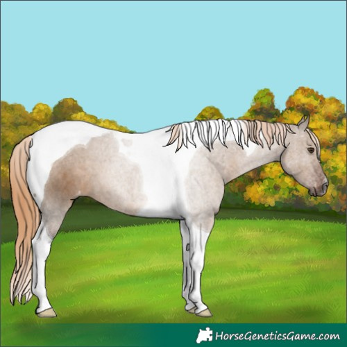 Horse Color:Gray Liver Red Dun Tobiano Blanket
