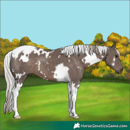 Horse Color:White Spotted Silver Black Tobiano