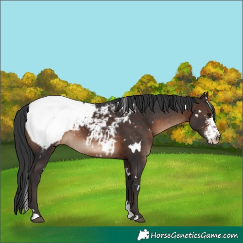 Horse Color:White Spotted Brown Sabino Snowcap 