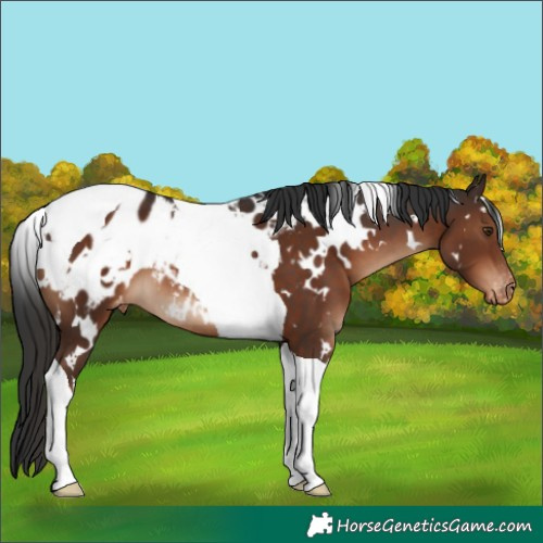 Horse Color:White Spotted Liver Chestnut Tobiano Blanket 