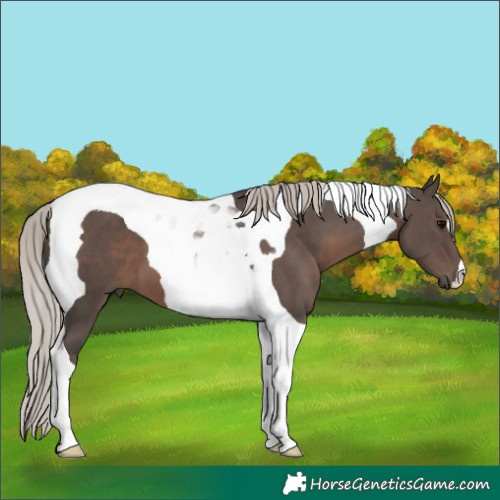 Horse Color:Silver Black Tobiano