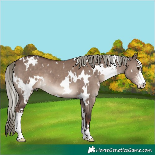 Horse Color:White Spotted Liver Red Dun Mushroom Sabino 