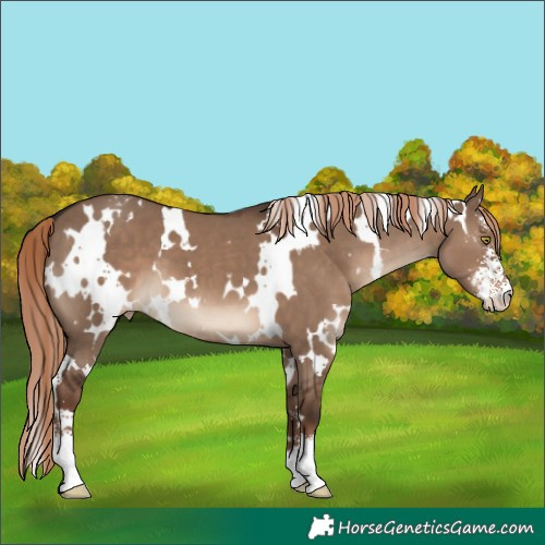 Horse Color:White Spotted Liver Red Dun Sabino Appaloosa 