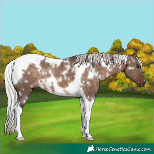 Horse Color:White Spotted Silver Brown Dun Tobiano