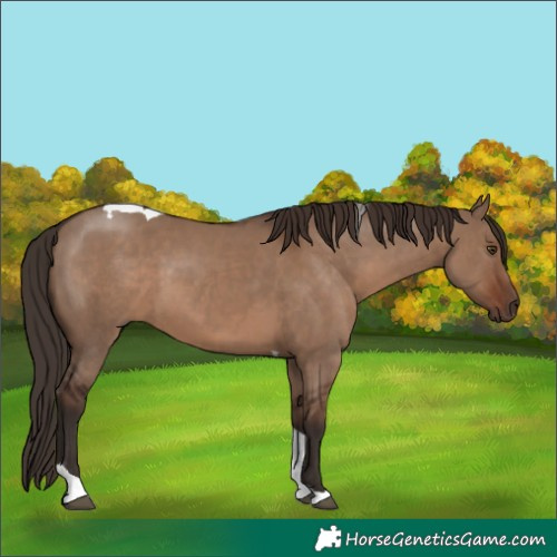 Horse Color:Liver Red Dun Tobiano