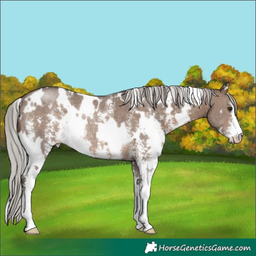 Horse Color:White Spotted Silver Brown Dun Sabino Rabicano 