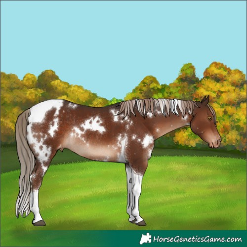 Horse Color:White Spotted Liver Chestnut Tobiano Appaloosa Rabicano 
